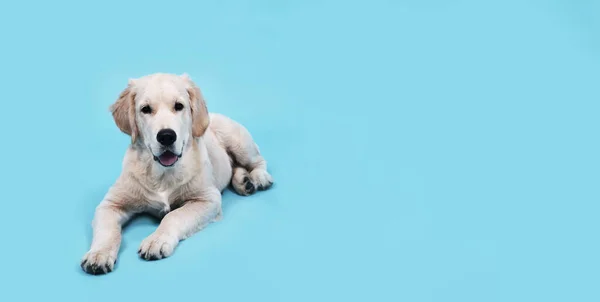 Um cachorro de Golden Retriever fica em um fundo azul e olha para a câmera — Fotografia de Stock