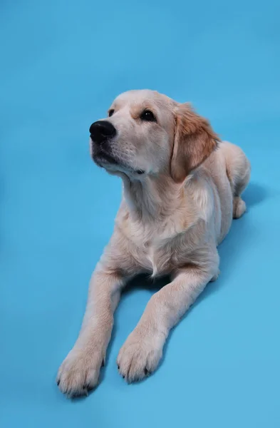 Bonito filhote de cachorro Retriever encontra-se em um fundo azul e olha para cima — Fotografia de Stock