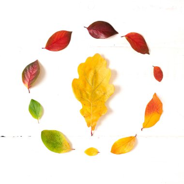 Renkli sonbahar yaprakları dairesi, beyaz bir ahşap üzerinde dizayn için eğimli çerçeve