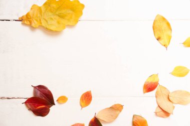 Beyaz ahşap zemin üzerinde sonbahar yaprakları çerçevesi, çok renkli yapraklar ve sarı meşe yaprağı