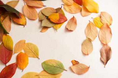 Beyaz ahşap zemin üzerinde sonbahar yaprakları çerçevesi, çok renkli yapraklar ve sarı meşe yaprağı