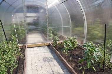 Domates ve biber yetiştiren sera, bahçıvanlık, mükemmel tarım