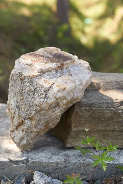 Stone on the background of green plants, podium for your product,natural textured pedestal — Stock Photo, Image