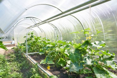 Küçük bir serada salatalık hasat et. Salatalıklar büyüyor ve hasat için hazır..
