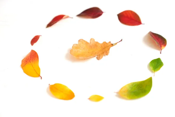 Circle of colorful autumn leaves, gradient frame for design on a white wood — Stock Photo, Image