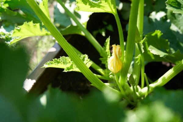 Gelbe Blume auf einem Zucchini-Zweig im Gewächshaus — Stockfoto