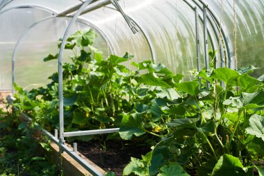 Küçük bir serada salatalık hasat et. Salatalıklar büyüyor ve hasat için hazır..