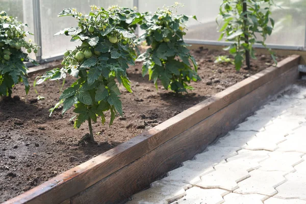 Tomaten groeien in kas op het platteland — Stockfoto