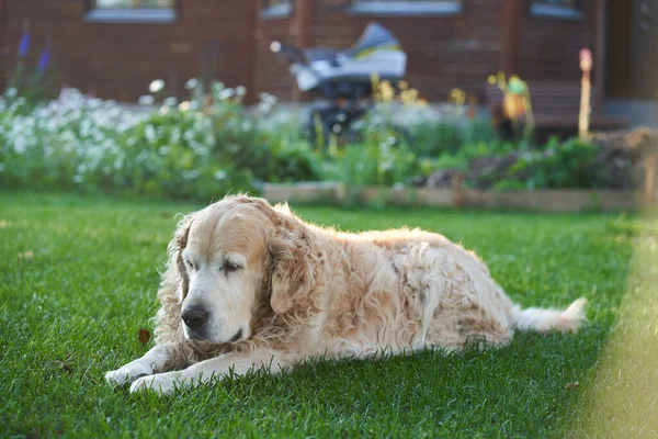 Saf kıvırcık saçlı bir Labrador Retriever köpeği düz bir çimenlikte yatıyor. — Stok fotoğraf