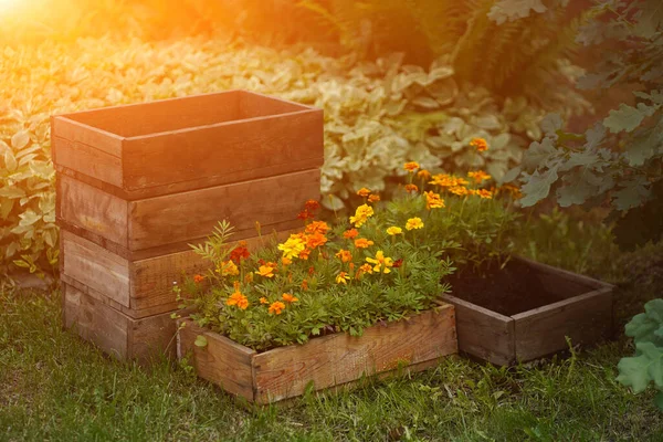 Goudsbloem op een bloembed in een zomertuin. Mooie natuurlijke achtergrond op een zonnige dag — Stockfoto