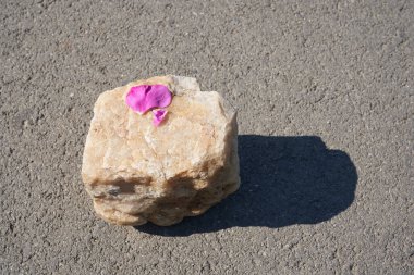 Çiçek yapraklı bir ürünün sunumu için podyum üstü görünümü. Bej renkli taş desenli ürün sergisi, güneş ışığında doğal güzelliğin bir kaidesi.