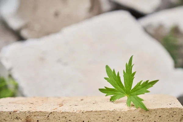 Beige stenen platform op een stenen achtergrond met een blad van geranium weide — Stockfoto