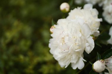 Bahçede açan yeşil yapraklardan oluşan arka planda beyaz bir şakayığın yakın çekimi