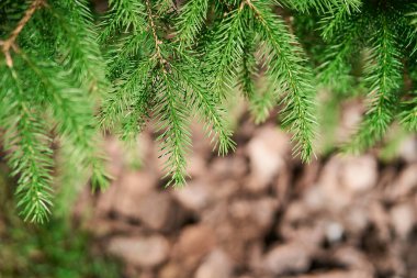 Yakından bir yeşil ladin dalı.