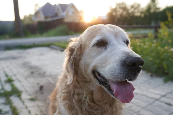 Beyaz bir Labrador av köpeği portresi başka yöne bakıyor. — Stok fotoğraf