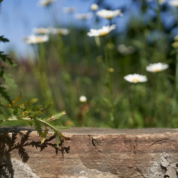 3D achtergrond met een stenen podium display. Een natuurlijke rots sokkel met een natuurlijke groene achtergrond. Een stand voor de promotie van cosmetica, cosmetische producten met een plant. — Stockfoto