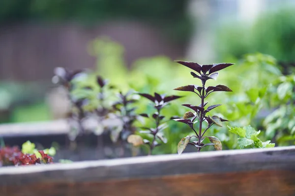 Close-up van paarse en groene basilicum groeien op een bloembed in de tuin, bovenaanzicht. Basilicum bladeren. De geurige kruiden groeien in een tuinbed. Jonge, vers geteelde basilicum in de zon. — Stockfoto