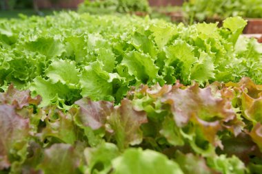 Yan görüş. Bahçe yatağında yeşillik yetiştiren marul. Bahçe yataklarında yeşil marul yaprakları. Bahçe işleri için arka plan açık alanda yeşil salata bitkileri ile.