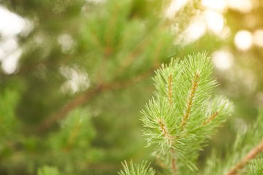 Spruce şubesi yakın plan. Yüzeye odaklan. Fluffy Spruce şubesine yakın çekim. Noel duvar kâğıdı konsepti. Kopyalanacak bir yer.