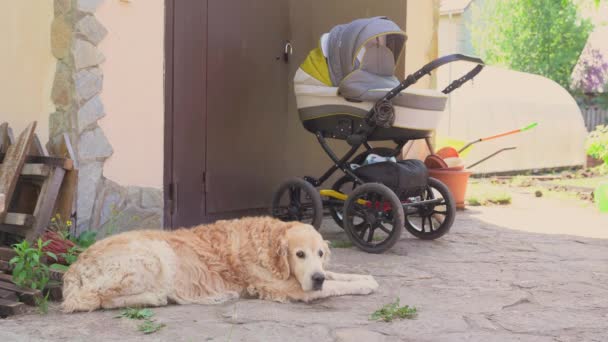 Dog Labrador retriever lies next to the stroller, then gets up and goes to another place. — Stock Video