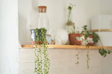 Saksıdaki çiçeklere özen gösterilir. Boş cam kavanoz seti. Beyaz bir sürahi. Güzel bir mutfak, dekorasyon. Uygun depolama konsepti.