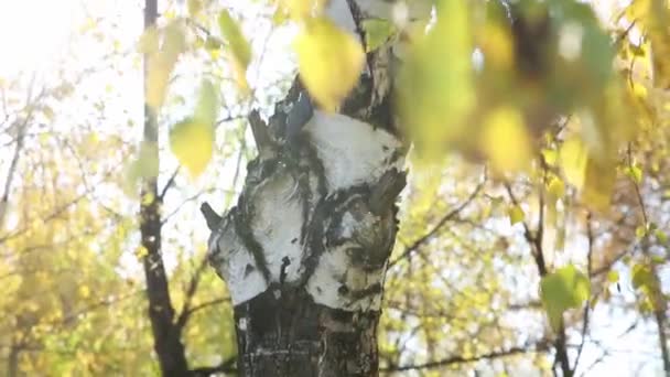 En el parque natural en otoño. Un pájaro de campo en un tronco de abedul. Las hojas se balancean en el viento — Vídeos de Stock