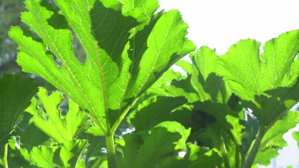 Uma grande folha verde de abobrinha em terreno aberto. Uma folha que cresce em um arbusto de abobrinha no jardim. — Vídeo de Stock