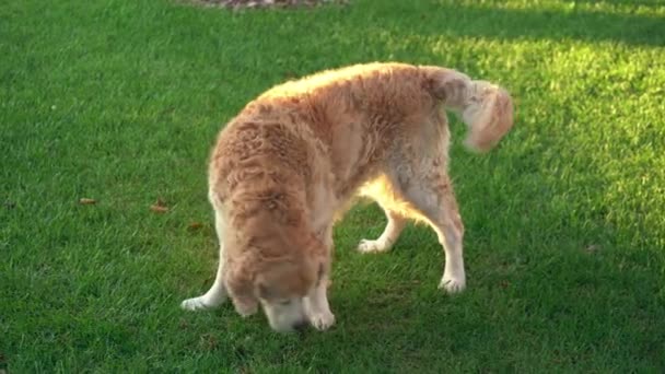 래브라도 리트리버 (Labrador Retriever) 개 한 마리가 풀밭의 그늘에서 걷다가 잔디 냄새를 맡는다. 적극적으로 꼬리를 흔들라. — 비디오