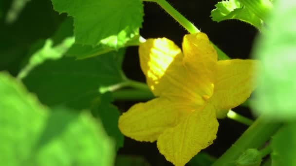 A large yellow flower that grows on a zucchini bush. Green leaf of zucchini in the open ground. — Stock Video