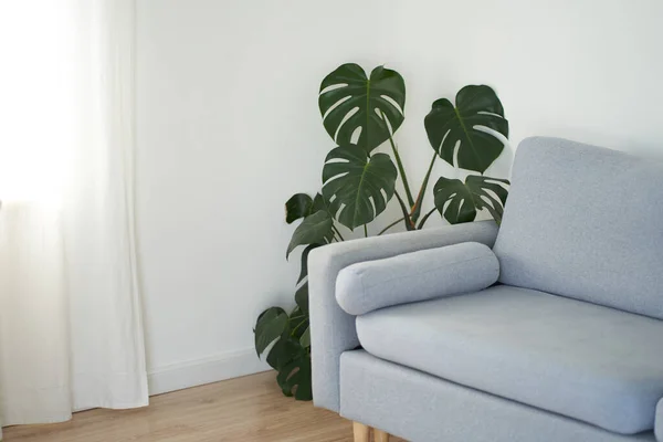 Modernt vardagsrum i vitt med en grå soffa. Skandinavisk inredning. Monstera blomma i hörnet — Stockfoto