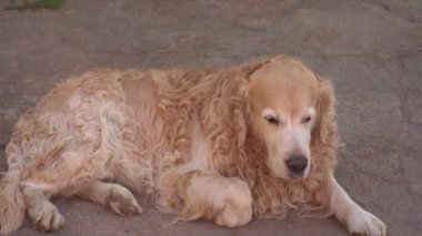 Labrador Retriever, asfaltta yatıyor ve hayatın tadını çıkarıyor, başka yere bakıyor ve kuyruğunu sallıyor. Popüler köpekler yaz tatillerinde ürerler.