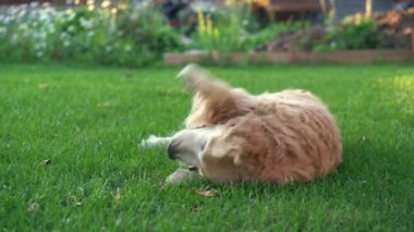 Komik Labrador Retriever yeşil çimenlikte oynamayı seviyor, hayatın tadını çıkarıyor, sırtüstü yatıyor. Popüler köpekler yaz tatillerinde ürerler.