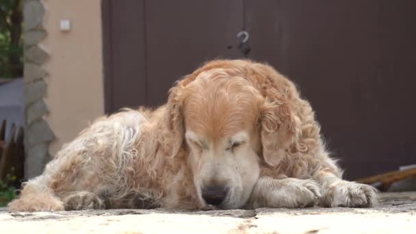 Fotografía en cámara lenta de un recuperador de Labrador tirado en el porche cerca de la puerta, escupiendo una piedra. Razas de perros populares en vacaciones de verano — Vídeos de Stock