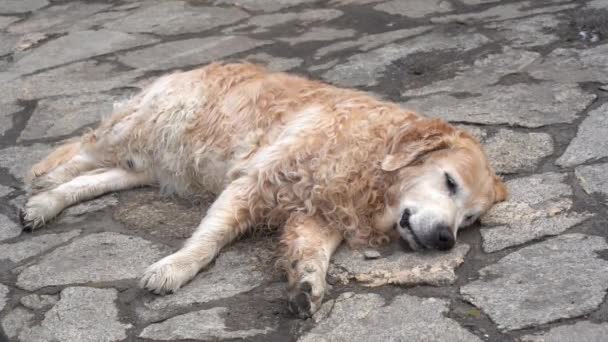 Een slow-motion shot van een Labrador retriever die slaapt op het asfalt en geniet van het leven door zijn staart te kwispelen. Populaire honden rassen op vakantie — Stockvideo