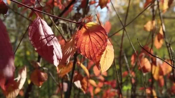 I naturparken på hösten. En fågel på en björkstam. Bladen svajar i vinden — Stockvideo