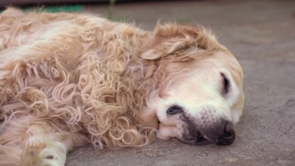 Labrador retriever, sleeping on the asphalt with his eyes closed. Popular dog breeds on summer holidays — Stock Video