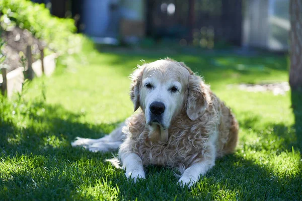 Saf bir Labrador Retriever köpeği güneşli bir yaz gününde düz bir çimenlikte uzanıyor.. — Stok fotoğraf