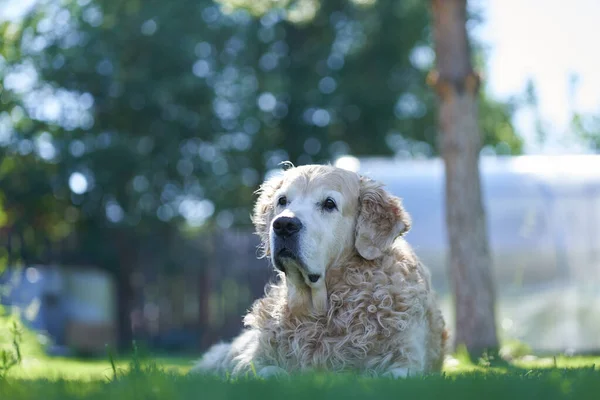 Saf kıvırcık saçlı bir Labrador Retriever köpeği düz bir çimenlikte yatıyor. — Stok fotoğraf