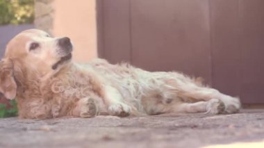 Bir Labrador av köpeği, verandada yatar ve hayattan zevk alır, bir tümsekle oynar ve yan yatar. Popüler köpekler yaz tatillerinde ürerler.