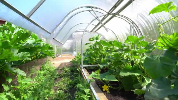 Egy uborkafarm üvegháza. Egy fiatal uborka növény levelekkel, kis sárga virágokkal és rügyekkel nő az üvegházban.. — Stock videók