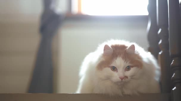 Красивая милая кошка лежит на деревянной лестнице внутри house.A милый кот наслаждается своей жизнью. — стоковое видео