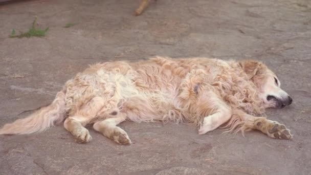 래브라도 리트리버는 아스팔트에 누워서 꼬리를 흔들며 삶을 즐긴다. 여름휴가 때 인기있는 개 품종 — 비디오