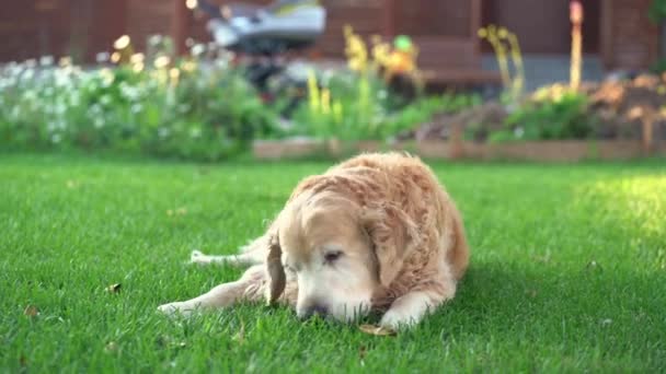 Funny Labrador Retriever está feliz de jugar con un bache en el césped verde, disfrutando de la vida. Razas de perros populares en vacaciones de verano — Vídeo de stock