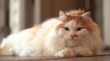 Güzel, sevimli bir kedi yatar ve evin içindeki ahşap bir merdivenin kamerasına bakar. Sevimli bir kedi güneş ışınlarının altındaki hayatından zevk alır..