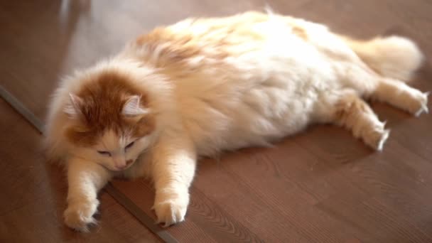 Um belo gato bonito dorme em uma escada de madeira dentro da casa.Um gato bonito está desfrutando de sua vida sob os raios de sol. — Vídeo de Stock