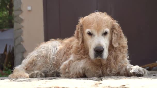 Fotografía en cámara lenta de un recuperador de Labrador tumbado en el porche cerca de la puerta, moviendo su pata. Razas de perros populares en vacaciones de verano — Vídeos de Stock