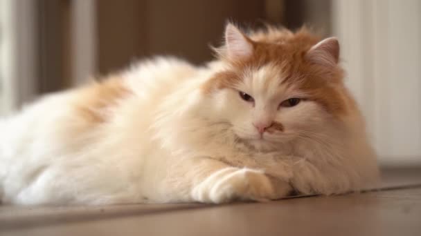 Langzame beweging. Een mooie schattige kat slaapt op een houten trap in het huis.Een schattige kat geniet van haar leven onder de zonnestralen. — Stockvideo