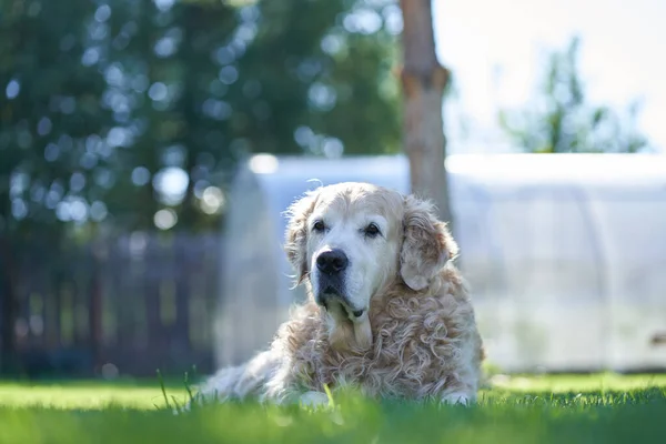 Saf bir Labrador Retriever köpeği güneşli bir yaz gününde düz bir çimenlikte uzanıyor. — Stok fotoğraf