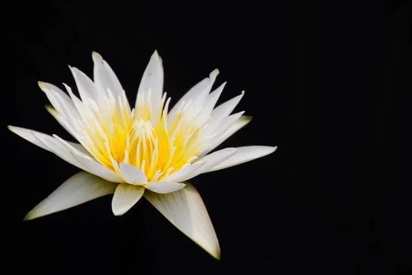 Flor Loto Blanco Sobre Fondo Negro — Foto de Stock