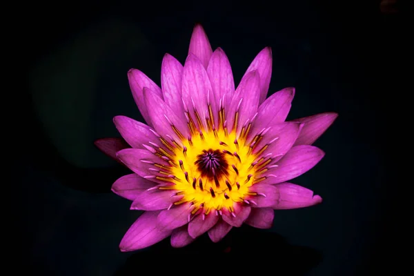 Pink lotus flower in black background